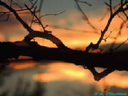 mcdca2013_sunset_and_branch.jpg